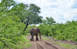 Chundu-Island-Wildlife-Elephant-scaled