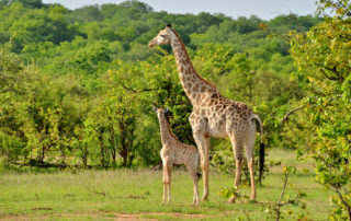 Chundu-Island-Wildlife-Giraffe-scaled