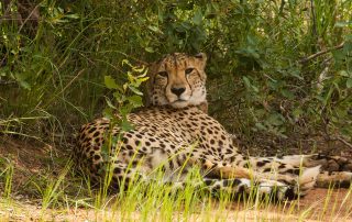 kwafubesi-safari-cheetah