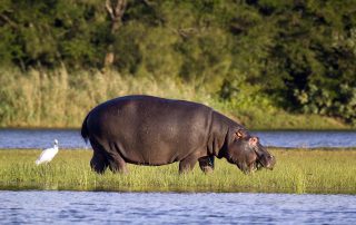 Kosi-Forest-hippo-isimangaliso