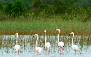 Kosi-Forest-flamingos