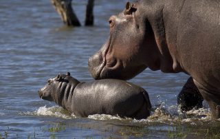 Mjejane-River-Lodge-Hippo