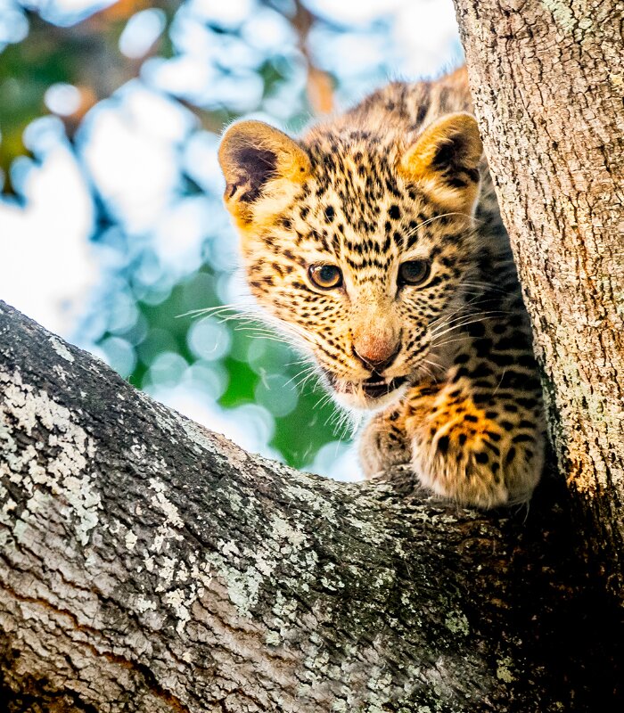 Tintswalo-Safari-Wildlife-leopard-cub