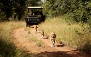 Jabulani-Game-Drive-safari-Lion