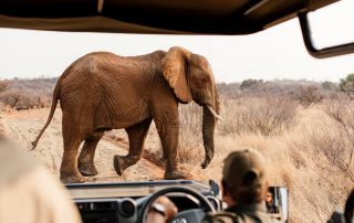 Lush-Game-drive - Safari - Elephant