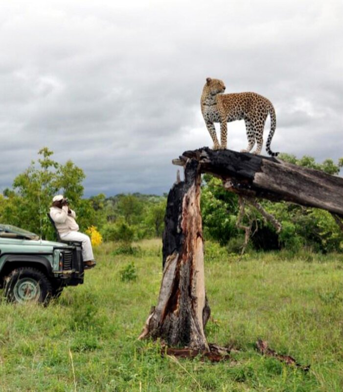 Idube-Leopard-on-tree-with-vehicle