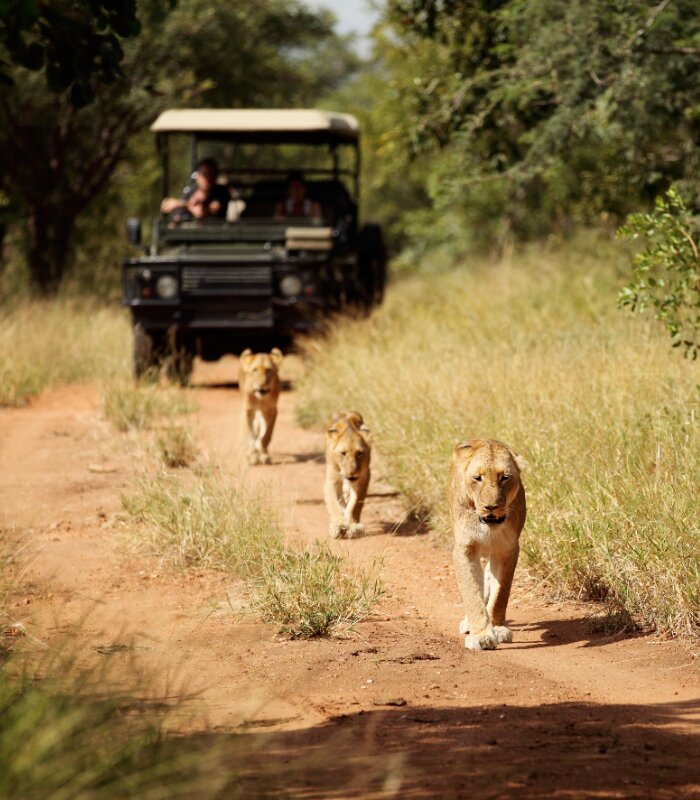 Jabulani-game-drive-safari-Lion-pride