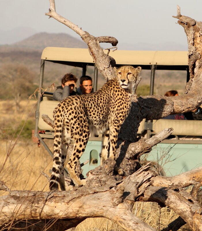 Lukimbi-Cheetah-Wildlife-game-drive-safari