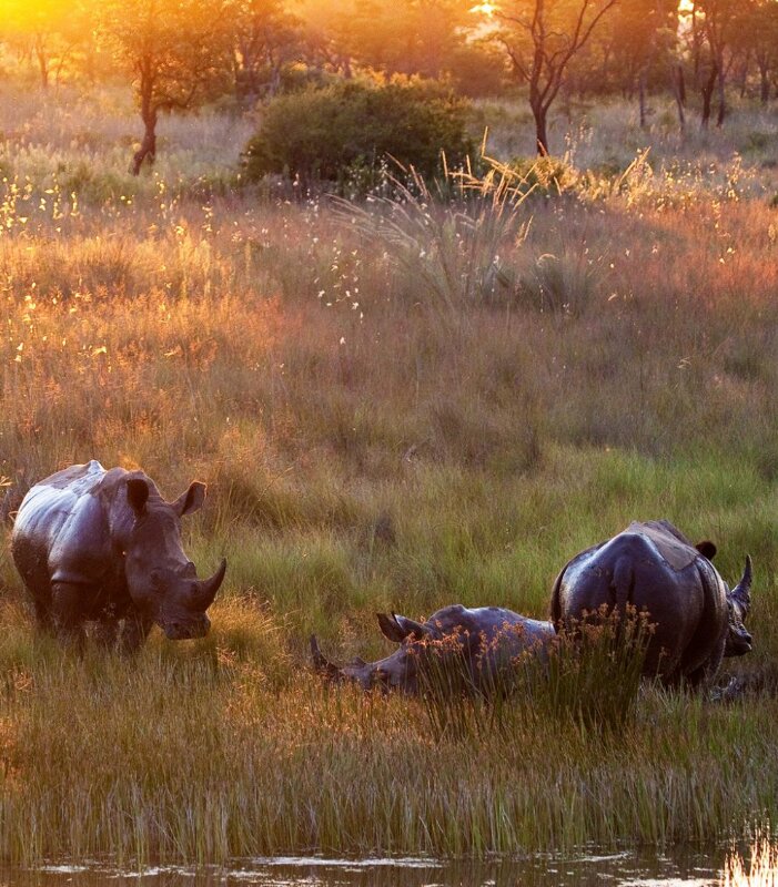 Nungubane-Rhinos-boma-dam