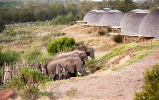 Gondwana-Kwena-Elephant-at-lodge