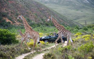 Gondwana-Game-drive-Wildlife-giraffe