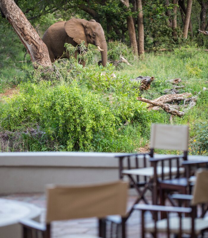 Amani-Simbavati-Fire-pit-elephant-sighting