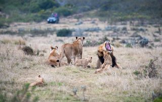 Gondwana-Game-drive-Wildlife-lion-pride