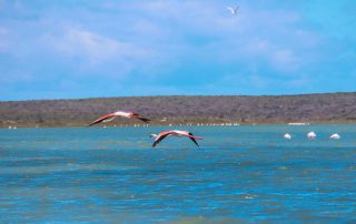 Shark-Bay-Flamingos