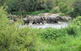 Simbavati-Safari-Lodges-Wildlife