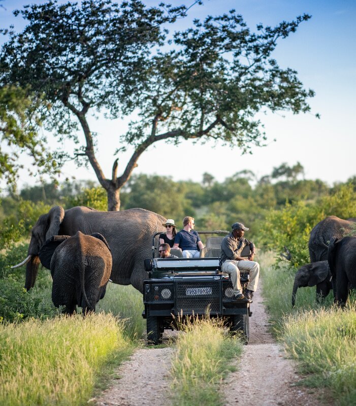 Simbavati-Hilltop-Lodge-Game-drive-Elephant