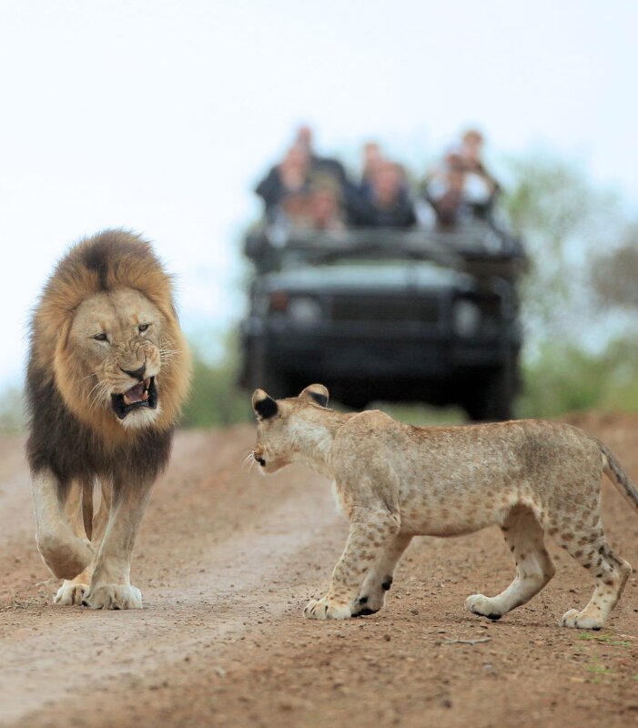 Thanda-Game-Reserve-Wildlife-Lion-game-drive