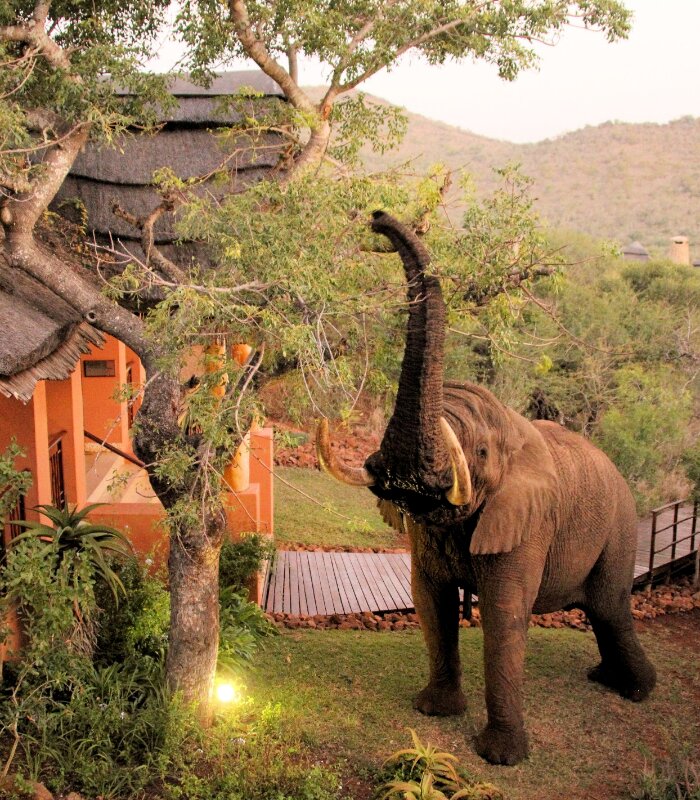 Thanda-Safari-Lodge-Large-Elephant-at-Lodge-