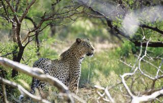 Tuningi-Safari-lodge-Xscape4u-Leopard-wildlife-Madikwe-Game-Reserv