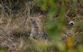 Garonga-Safari-Xscape4u-Wildlife-leopard-cub-Makalali-game-reserve