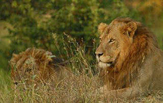 Nkambeni-Safari-Xscape4u-Wildlife-Lion-Kruger-National-par