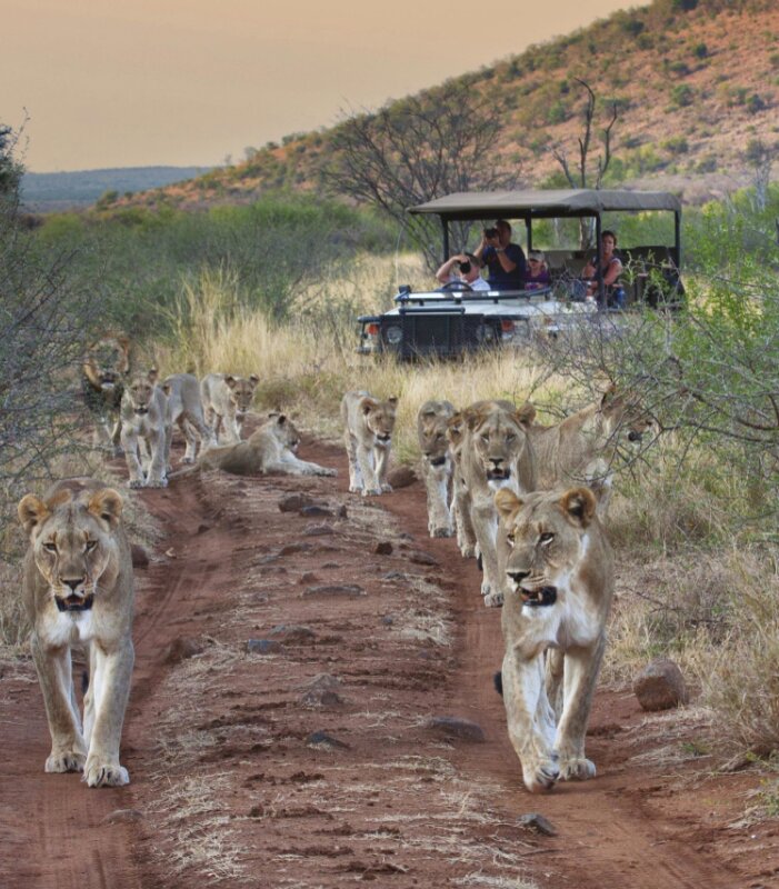 Tuningi-Safari-lodge-Xscape4u-Lions-on-Game-Drive-Wildlife-Madikwe-Game-Reserve