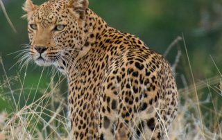 Pafuri-Luxury-Tented-Camp-Xscape4u-Leopard-Kruger-National-Park