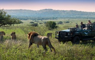 Lion-safari-game-drive-phinda-south-africa-Xscape4u
