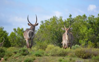 Marks-Camp-Xscape4u-Waterbuck-Lalibela-Game-Reserve