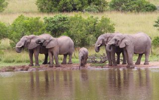 Marks-Camp-Xscape4u-elephant-Lalibela-Game-Reserve