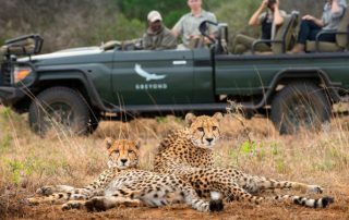 Safari-vehicle-Cheetah-at-phinda-Xscape4u