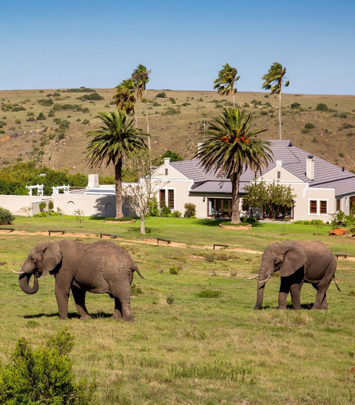 Mills-Manor-Xscape4u-Elephant-at-manor-Lalibela-Game-Reserve