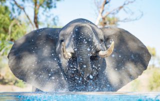 Kambaku-River_Sands-Xscape4u-Pool-Elephant
