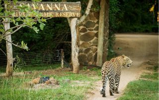 Savanna-Private-Game-Reserve-Xscape4u-Leopard-at-Lodge-Sabi-Sand