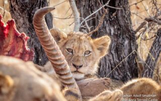 Shindzela-Tented-Camp-Xscape4u-Wildlife-Lion-cub-Timbavati-Game-Reserve