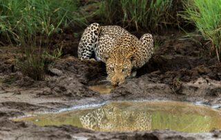 Impodimo-Xscape4u-Wildlife-Leopard-Madikwe-Game-Reserve