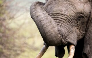 Royal-Thonga-Tembe-Elephant-Park-Xscape4u