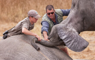 Marataba-Experiences-Elephant-preparation-Xscape4u-Marakele-National-Park