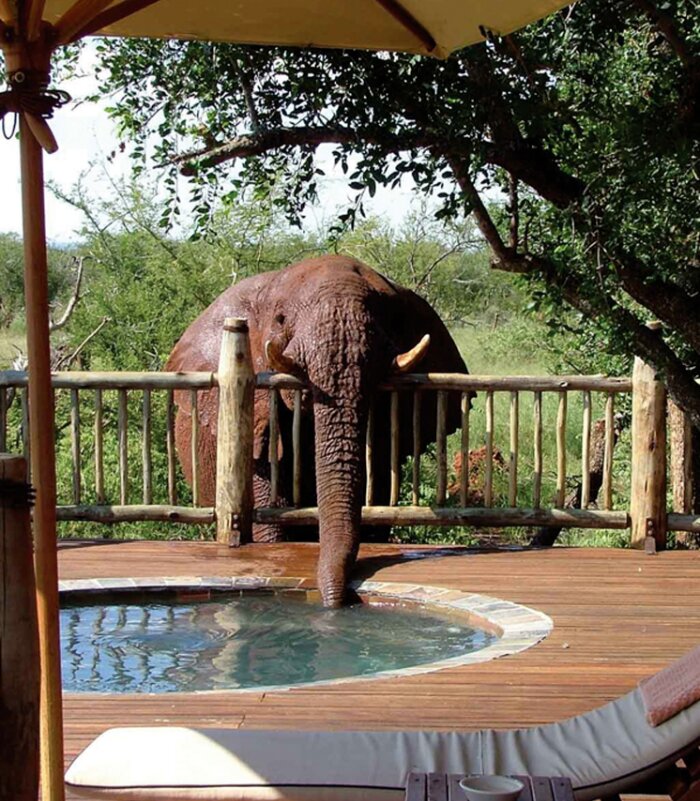 Etali-safari-Madikwe-Game-Reserve-Elephant-at-pool-Xscape4u